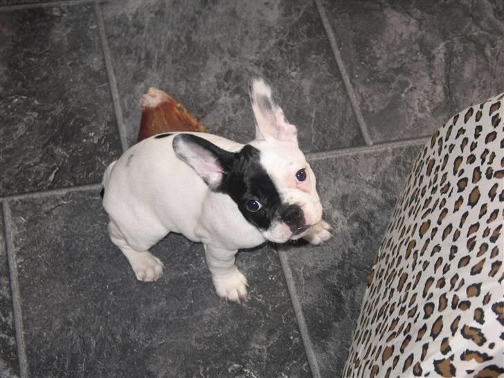 Fransk bulldog Else - jeg er meget glad for min kattehule som står foran mig billede 8