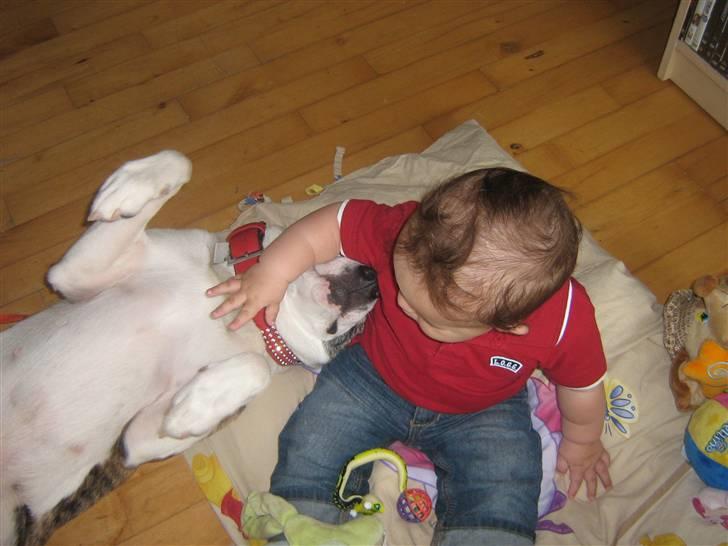 Blanding af racer amstaff/mutte Mille* - Elias og Mille hygger - 6/9-08 billede 2