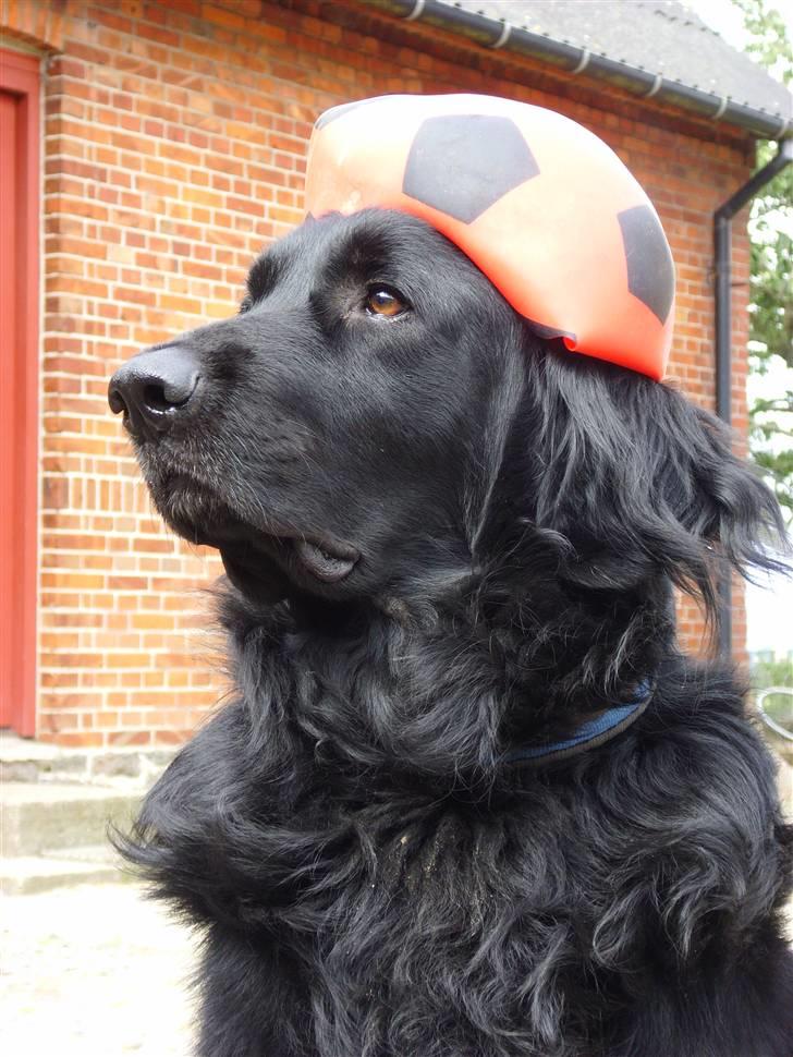 Blanding af racer Simba - død billede 16