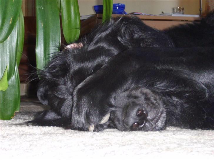 Blanding af racer Simba - død billede 17