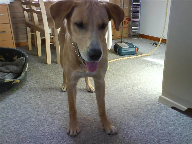 Labrador retriever max billede 1