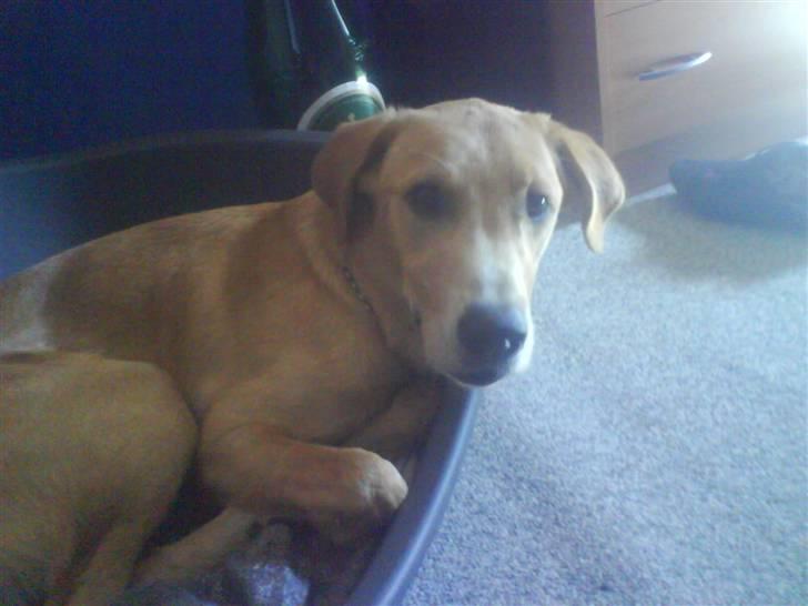 Labrador retriever max - jeg har vist været lidt slem siden jeg skal ligge her i min kas billede 2