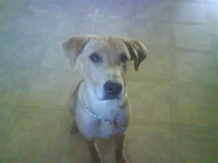 Labrador retriever max - gi mig nu den leverpustegsmad billede 3