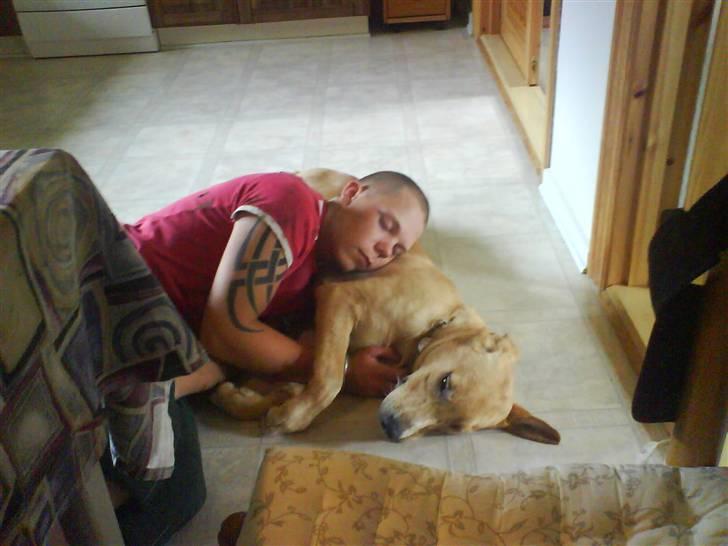 Labrador retriever max - åhh skøndt og sove med far billede 4