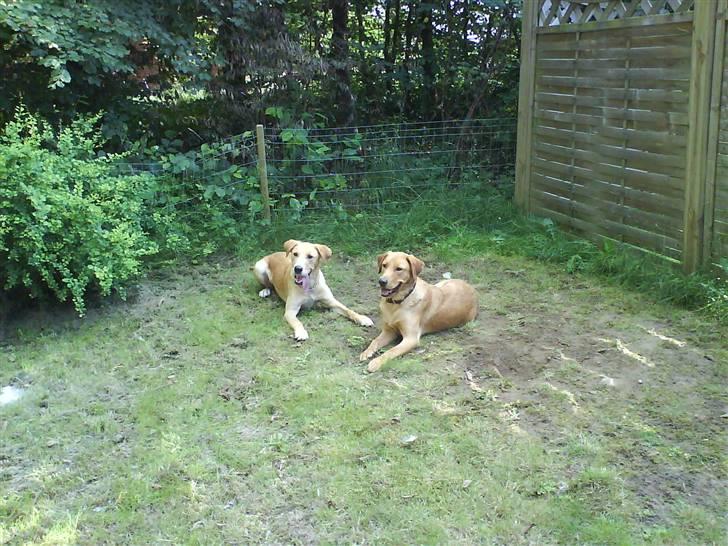 Labrador retriever max - her ligger mig og min ven og venter far kaster bolden billede 5