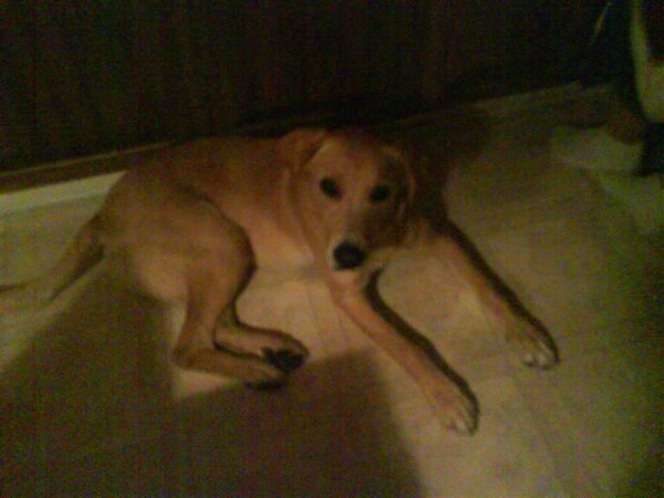 Labrador retriever max - nu skal vi snart i seng øv øv  billede 6