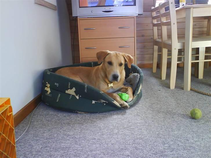 Labrador retriever max - mor ville havde et sødt billede a mig billede 7