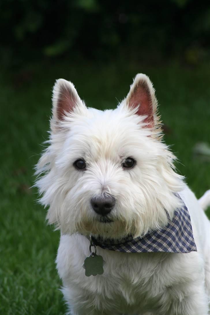 West highland white terrier Aira Robeerto "Berto".Min stjerne<3 - berto d.24.8... billede 1