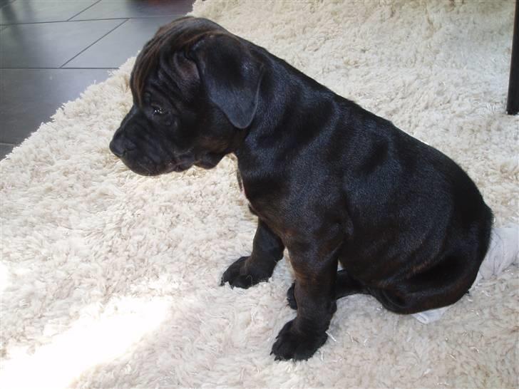 Staffordshire bull terrier Franz billede 3