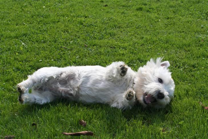 West highland white terrier Aira Robeerto "Berto".Min stjerne<3 - d.24.8... billede 18