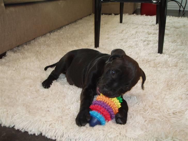 Staffordshire bull terrier Franz billede 4