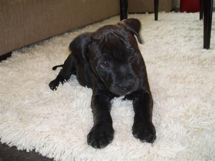 Staffordshire bull terrier Franz billede 5