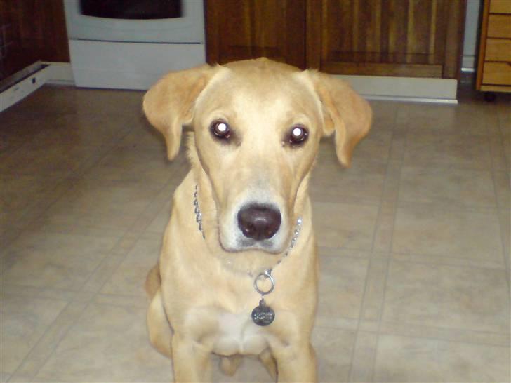 Labrador retriever max - er jeg ikke bare sød?? billede 8