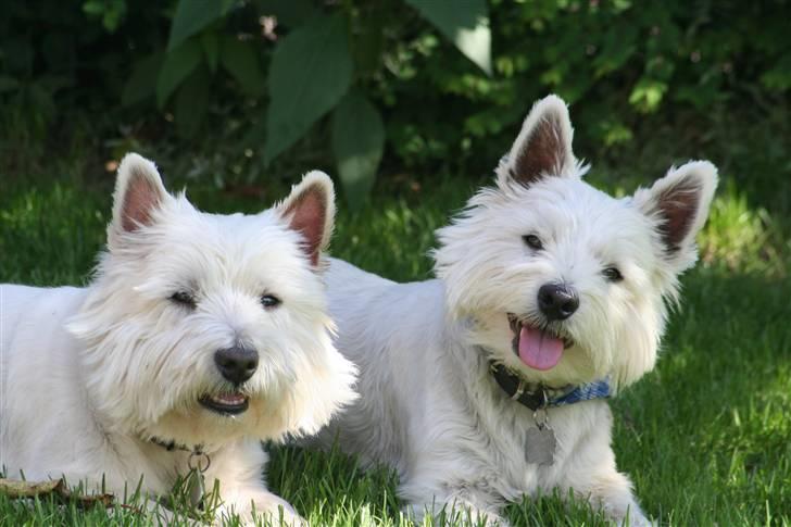 West highland white terrier Aira Robeerto "Berto".Min stjerne<3 - berto og max d.24.8... billede 19