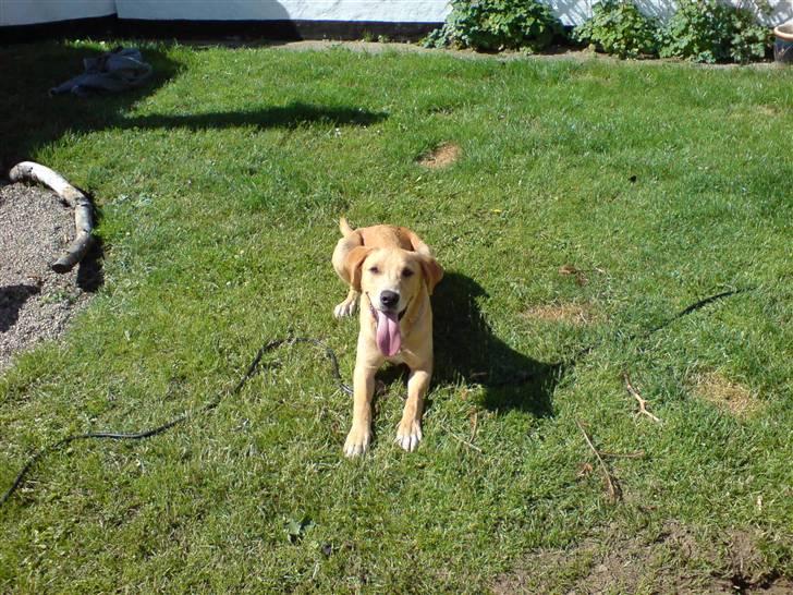 Labrador retriever max billede 9