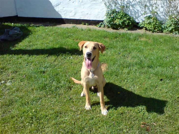 Labrador retriever max - kast nu den boldt mor billede 10