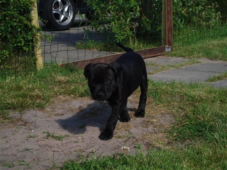 Staffordshire bull terrier Franz billede 6