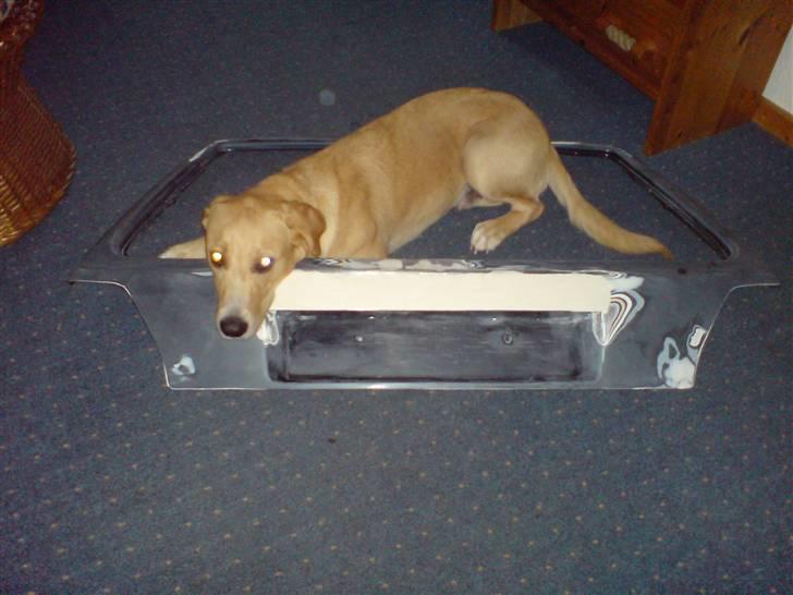 Labrador retriever max - ja jeg hjælper jo altid far med og lave bil :) billede 11