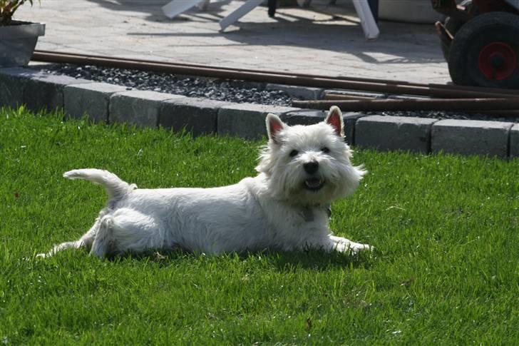 West highland white terrier Aira Robeerto "Berto".Min stjerne<3 - d.24.8... billede 20