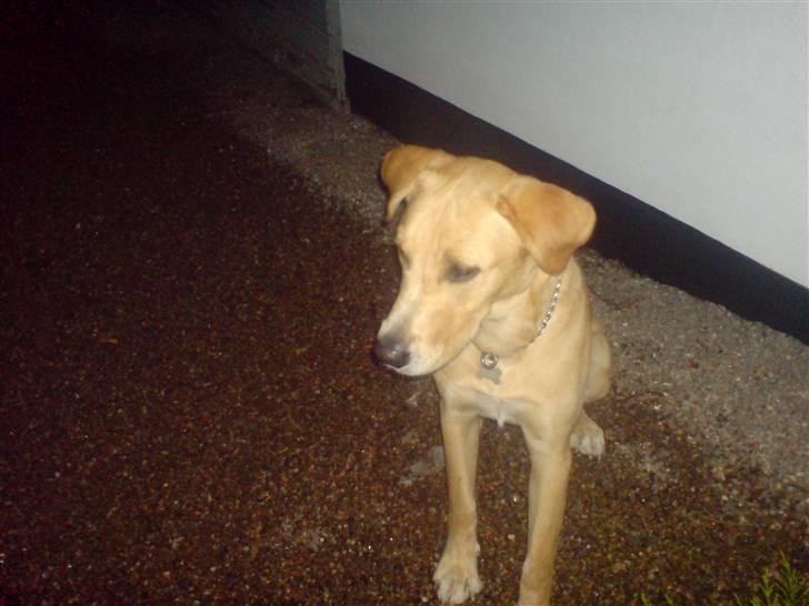 Labrador retriever max billede 12