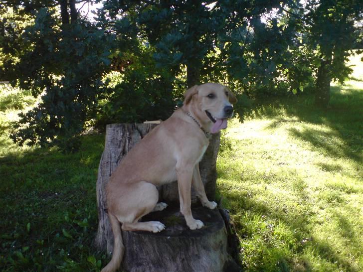 Labrador retriever max - åhh sedder lige og nyder det i skyggen  billede 13