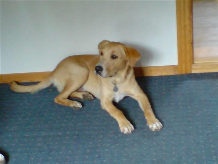 Labrador retriever max billede 14