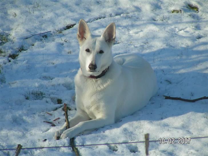 Hvid schæfer Dyan   rip - her lægger jeg i sneen og vil ikke ind billede 1