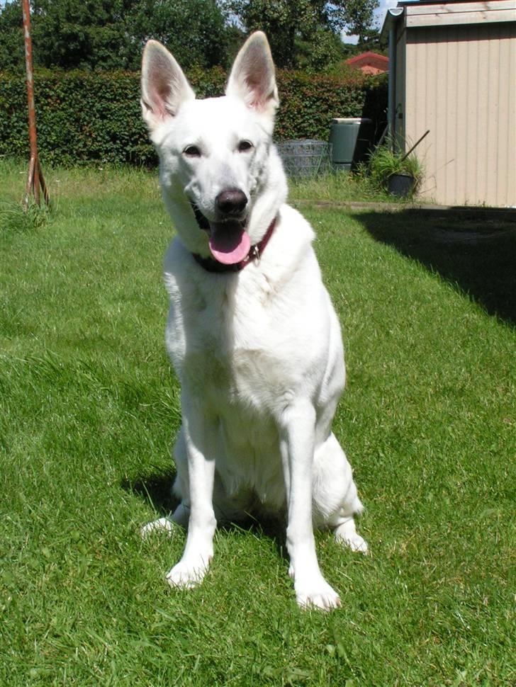 Hvid schæfer Dyan   rip - kikker lige efter max billede 2