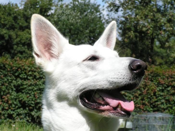 Hvid schæfer Dyan   rip - her er jeg billede 3