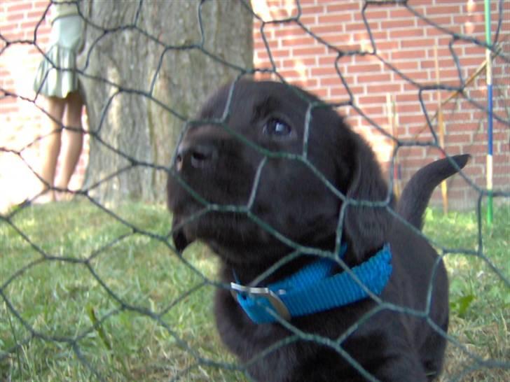 Blanding af racer Daisy - her var jeg kun 5 uger... billede 8