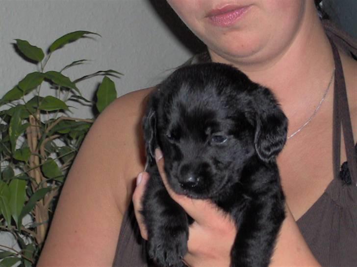 Blanding af racer Daisy - min mor er helt forelsket i mig, jeg er kun 4 uger... billede 9