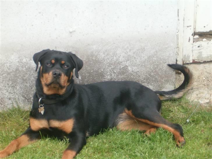 Rottweiler Nanna billede 3