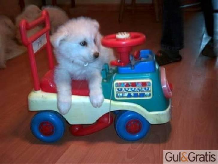 Samojedhund Zenta - Billede taget hos familien jeg kom fra... billede 11