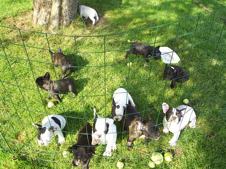 Fransk bulldog THORKILD SOLGT - vores hvalpe billede 9