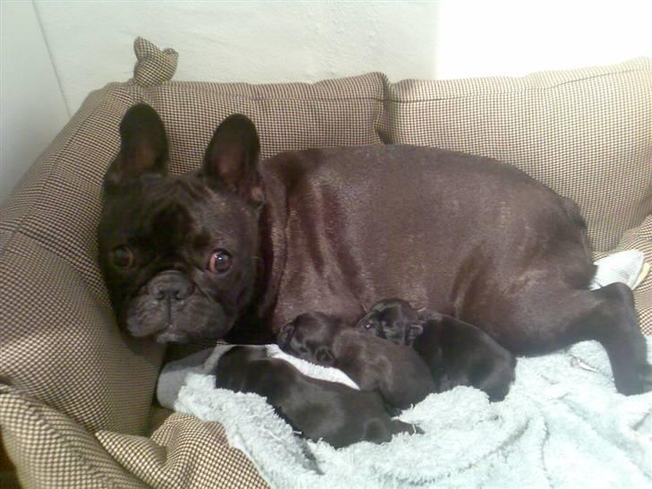 Fransk bulldog Mercedes - Er vi ikke søde (hvalpe 3 dage gammel) billede 10