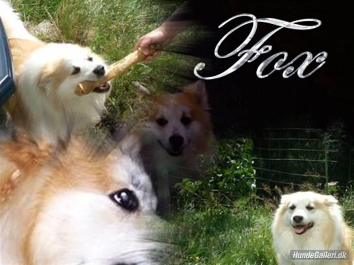 Blanding af racer Fox - Lavet af Sille billede 14