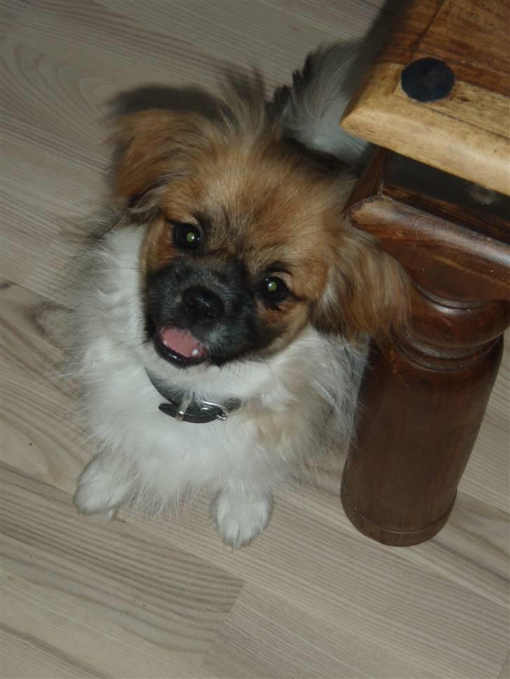 Tibetansk spaniel Nutsie billede 6