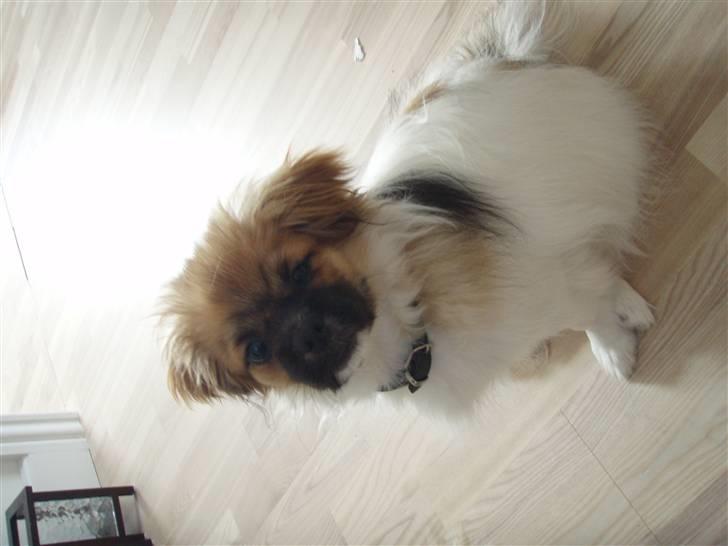 Tibetansk spaniel Nutsie billede 7