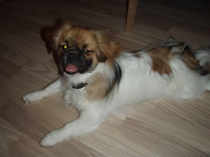 Tibetansk spaniel Nutsie billede 8