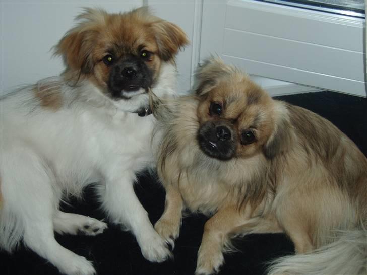 Tibetansk spaniel Nutsie billede 9