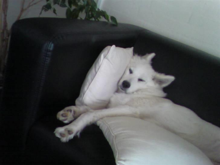 Samojedhund Zenta - Ligger lidt skørt, men sover dejligt. billede 12