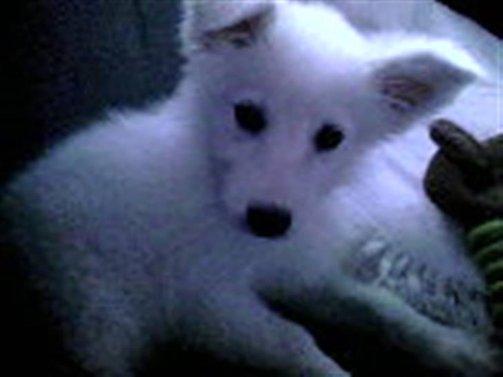 Samojedhund Zenta - På vej hjem i bilen den dag min mor og far hentede mig. Næsten 2 timers kørsel hjem! billede 13