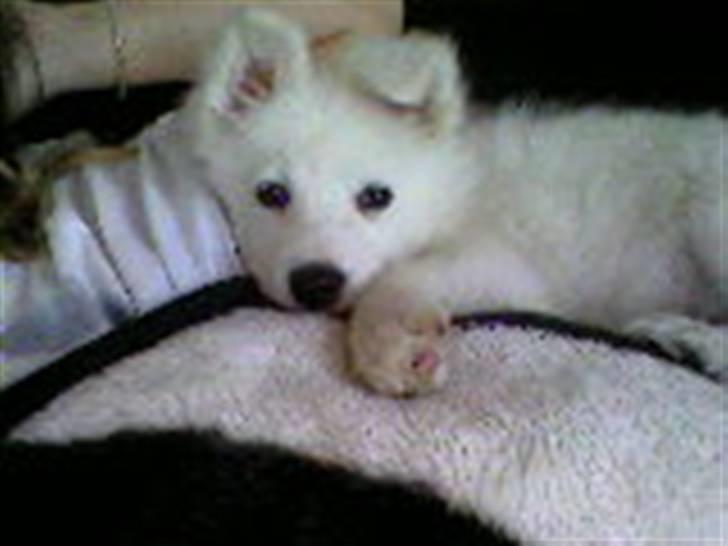 Samojedhund Zenta - Jeg er ca. 3-4 måneder. Putter med mor på sofaen. billede 14