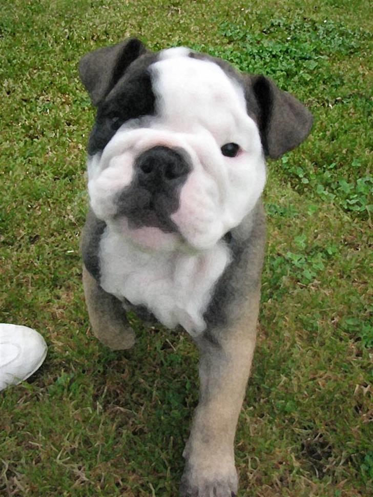 Engelsk bulldog Bella - Halløj! hvem er du? billede 6