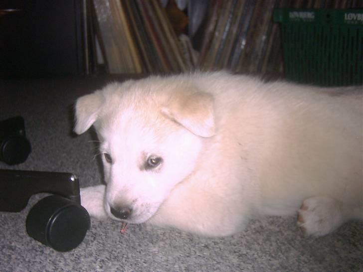 Blanding af racer Iga billede 1