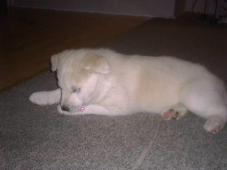 Blanding af racer Iga billede 2