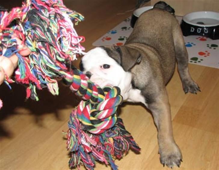 Engelsk bulldog Bella - Giii miiigg...miiiit reb!!!!!  Grrr... billede 7