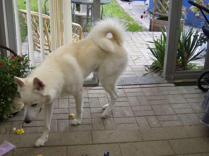 Blanding af racer Iga billede 3