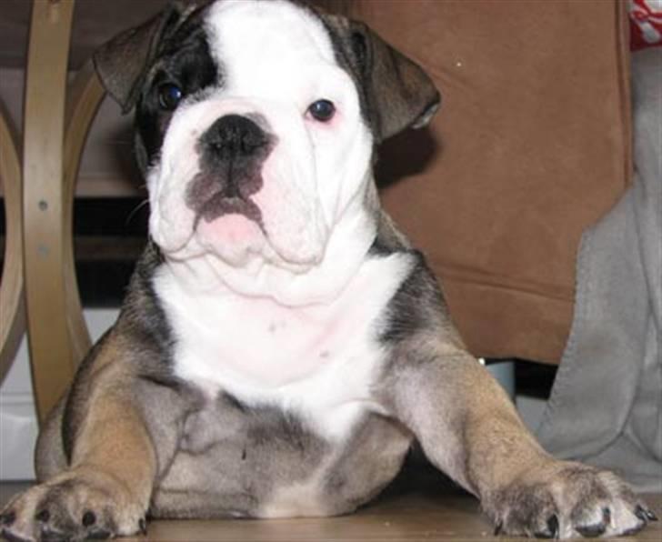 Engelsk bulldog Bella billede 8