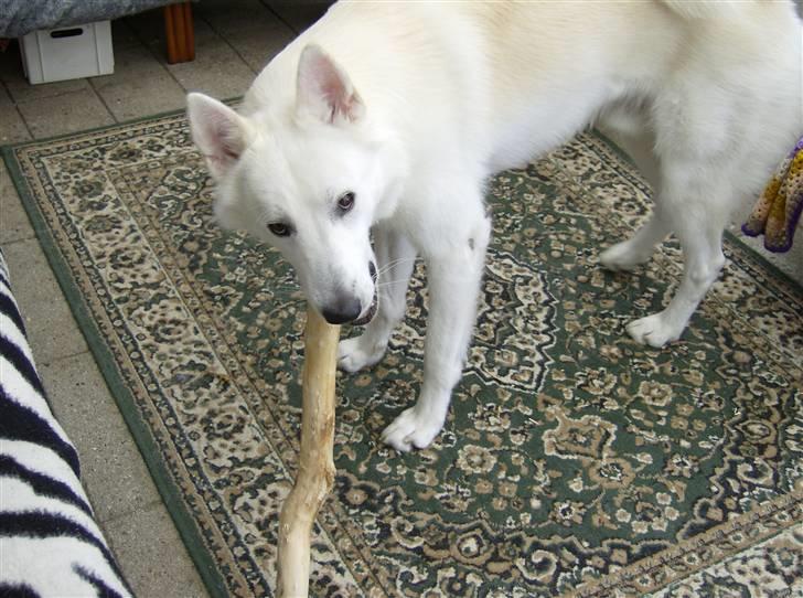 Blanding af racer Iga billede 4